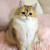 kitten