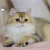 kitten