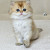 kitten