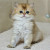 kitten
