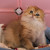kitten