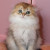 kitten