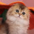 kitten