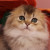 kitten