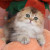 kitten