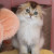 kitten