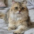 kitten